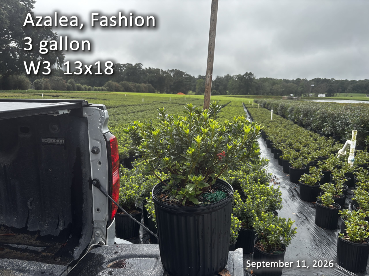 gallery/fash3 w3 sept11.jpg